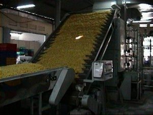 Macaroni Pasta Production Line - Conveyor