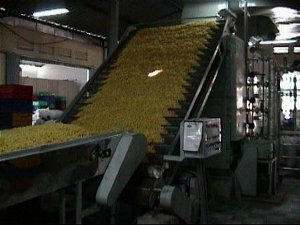 Macaroni
              Pasta Production Line - Conveyor